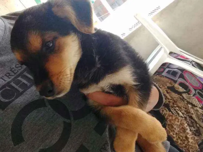 Cachorro ra a Vira lata idade 2 a 6 meses nome Sem nome
