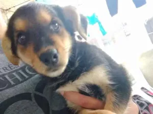 Cachorro raça Vira lata idade 2 a 6 meses nome Sem nome
