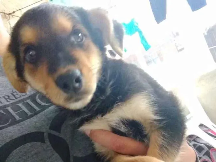 Cachorro ra a Vira lata idade 2 a 6 meses nome Sem nome