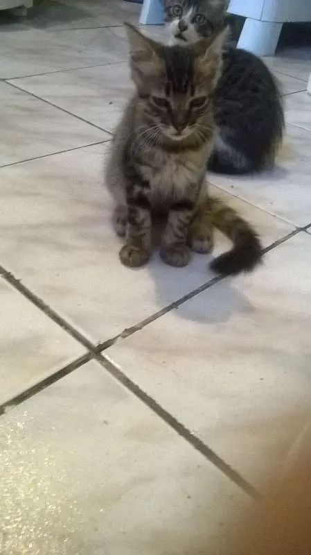 Gato ra a Maine Coon idade 2 a 6 meses nome Bob