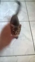 Bob
