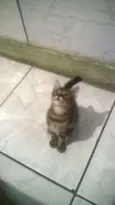 Bob