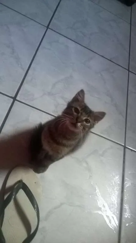 Gato ra a Maine Coon idade 2 a 6 meses nome Bob