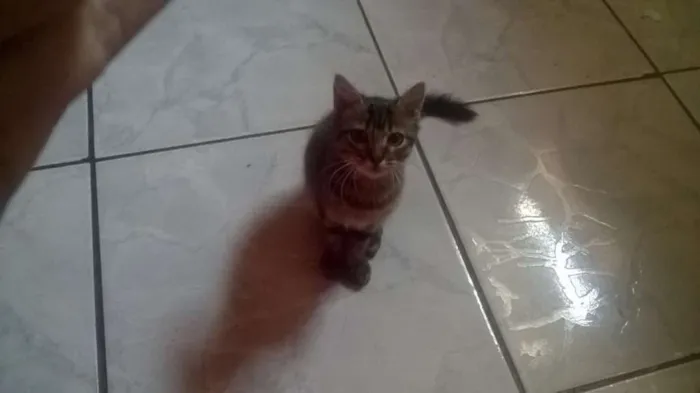 Gato ra a Maine Coon idade 2 a 6 meses nome Bob
