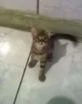 Bob