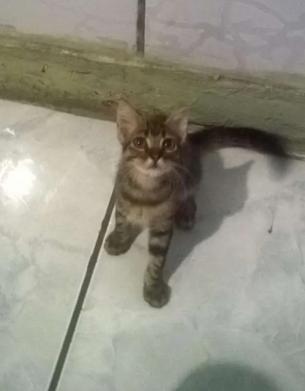 Gato ra a Maine Coon idade 2 a 6 meses nome Bob