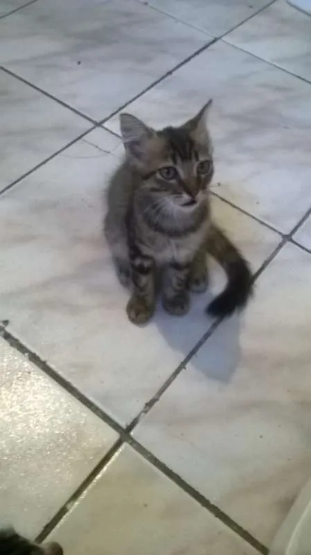 Gato ra a Maine Coon idade 2 a 6 meses nome Bob
