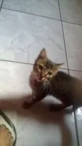 Bob