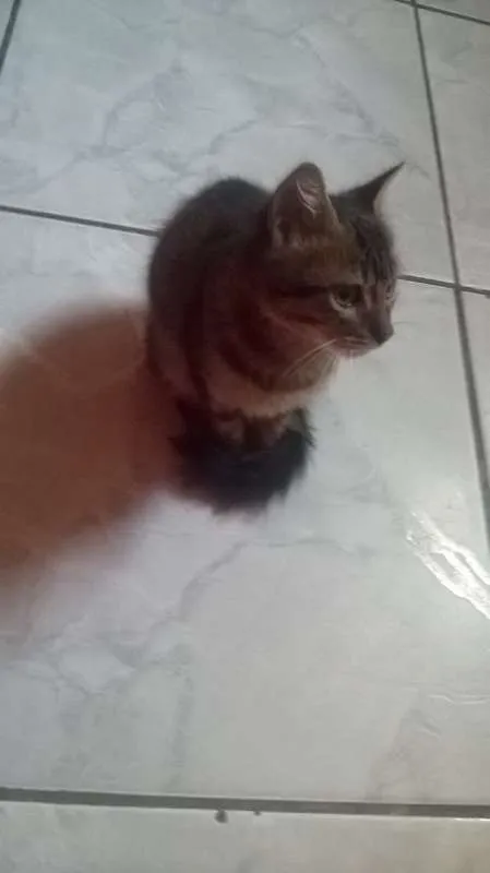 Gato ra a Maine Coon idade 2 a 6 meses nome Bob