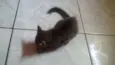 Bob