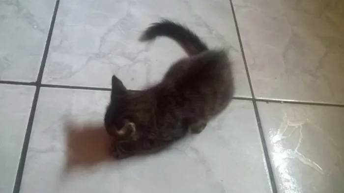Gato ra a Maine Coon idade 2 a 6 meses nome Bob