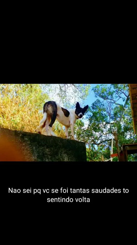 Cachorro ra a Srd idade 3 anos nome Porquinho