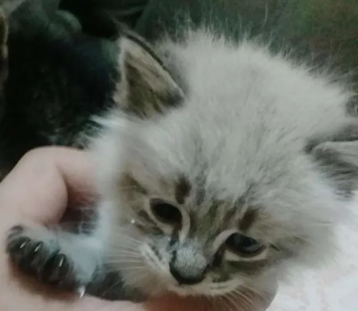 Gato ra a srd idade 2 a 6 meses nome Fabi