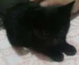 Fefê