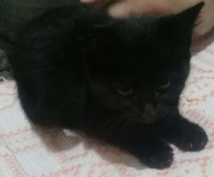 Gato ra a srd idade 2 a 6 meses nome Fefê
