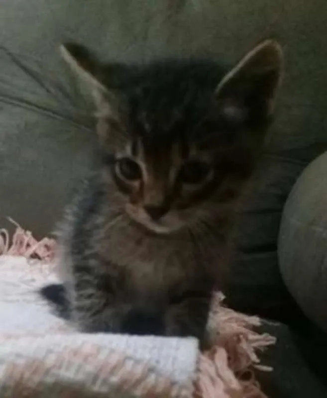 Gato ra a srd idade 2 a 6 meses nome Flika