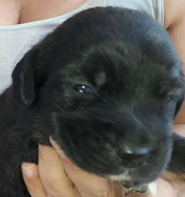 Cachorro raça Vira-Lata idade 2 a 6 meses nome Filhotes