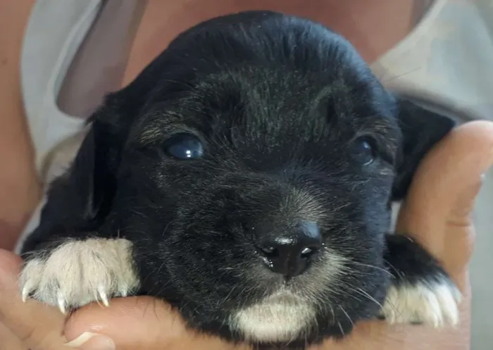Cachorro raça Vira-Lata idade 2 a 6 meses nome Filhotes