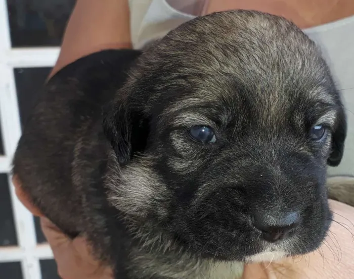 Cachorro raça Vira-Lata idade 2 a 6 meses nome Filhotes