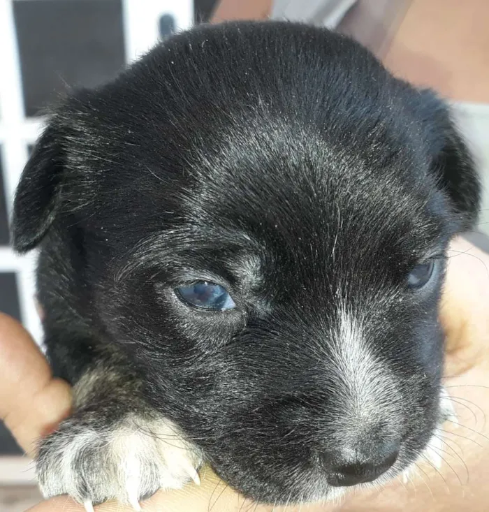 Cachorro raça Vira-Lata idade 2 a 6 meses nome Filhotes