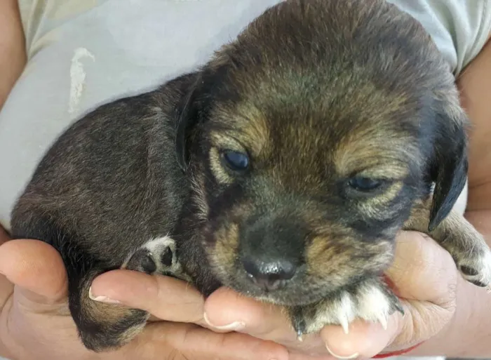 Cachorro raça Vira-Lata idade 2 a 6 meses nome Filhotes