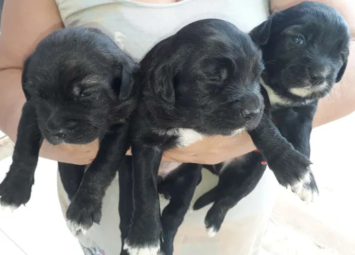 Cachorro raça Vira-Lata idade 2 a 6 meses nome Filhotes