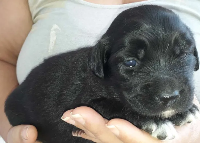 Cachorro raça Vira-Lata idade 2 a 6 meses nome Filhotes