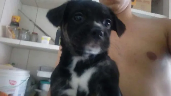Cachorro raça Vira-Lata idade 2 a 6 meses nome Filhotes