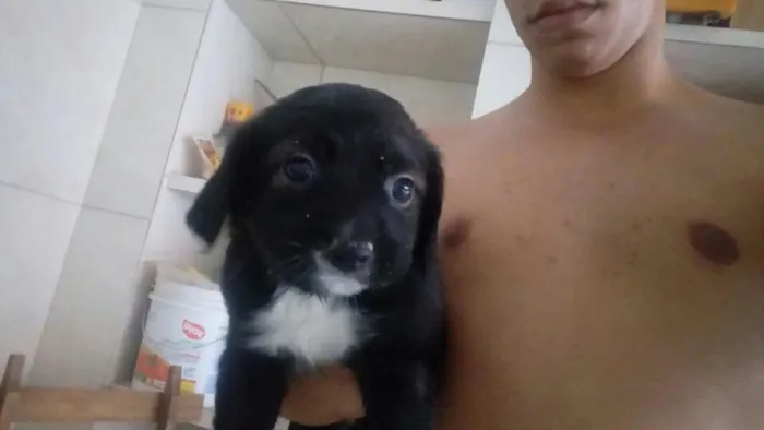 Cachorro raça Vira-Lata idade 2 a 6 meses nome Filhotes