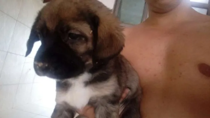 Cachorro raça Vira-Lata idade 2 a 6 meses nome Filhotes