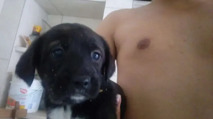 Cachorro raça Vira-Lata idade 2 a 6 meses nome Filhotes