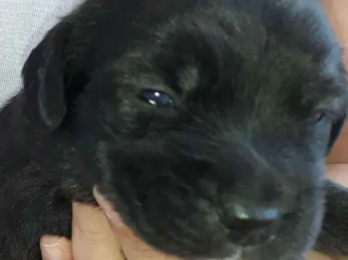 Cachorro raça Vira-Lata idade 2 a 6 meses nome Filhotes