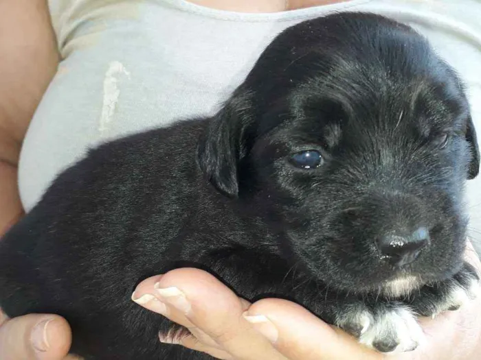 Cachorro raça Vira-Lata idade 2 a 6 meses nome Filhotes