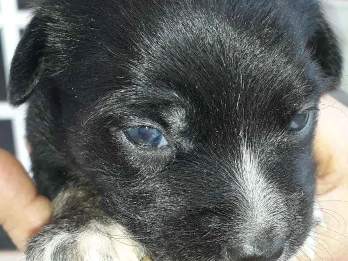 Cachorro raça Vira-Lata idade 2 a 6 meses nome Filhotes