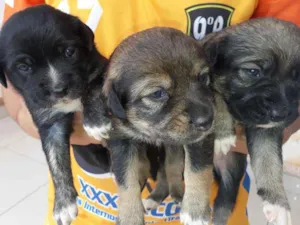 Cachorro raça Vira-Lata idade 2 a 6 meses nome Filhotes