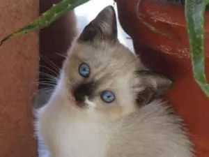 Gato raça SRD idade 2 a 6 meses nome Gatinha