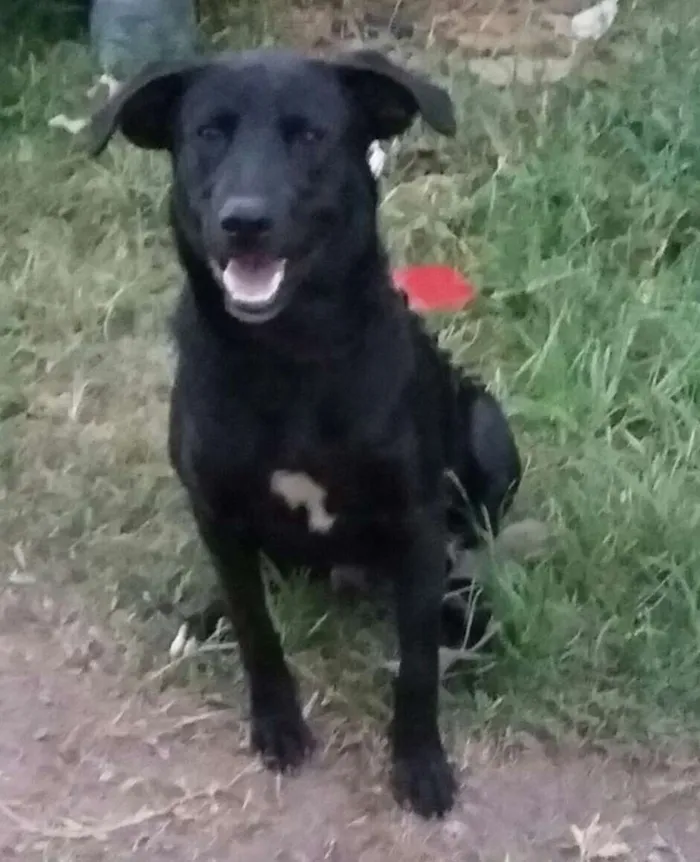 Cachorro ra a Mestiço labrador  idade  nome Thor 
