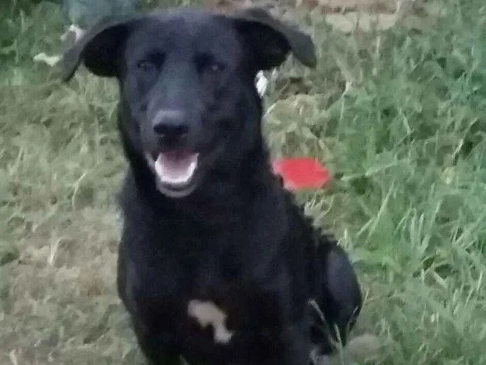Cachorro ra a Mestiço labrador  idade  nome Thor 