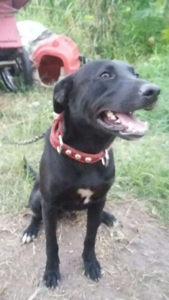 Cachorro ra a Mestiço labrador  idade  nome Thor 