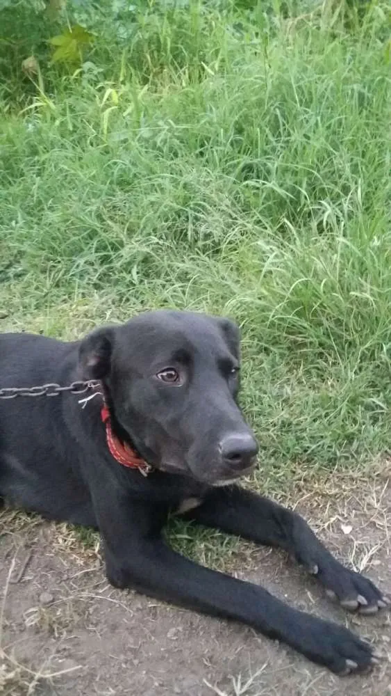 Cachorro ra a Mestiço labrador  idade  nome Thor 