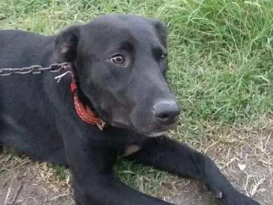 Cachorro ra a Mestiço labrador  idade  nome Thor 