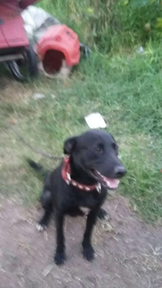 Cachorro ra a Mestiço labrador  idade  nome Thor 