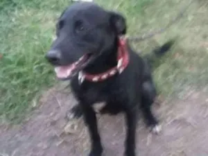 Cachorro raça Mestiço labrador  idade  nome Thor 