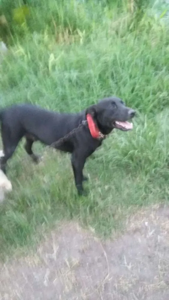 Cachorro ra a Mestiço labrador  idade  nome Thor 
