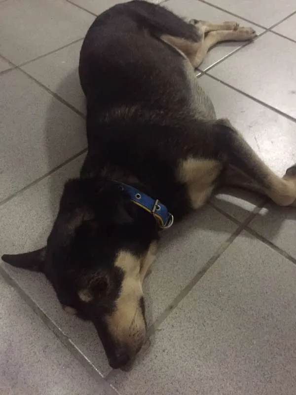 Cachorro ra a SRD idade 5 anos nome Nazus