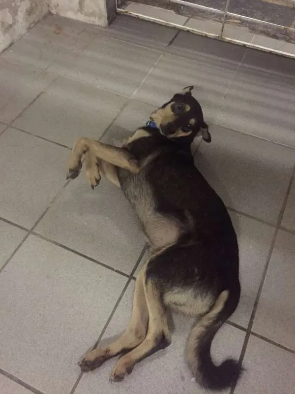 Cachorro ra a SRD idade 5 anos nome Nazus
