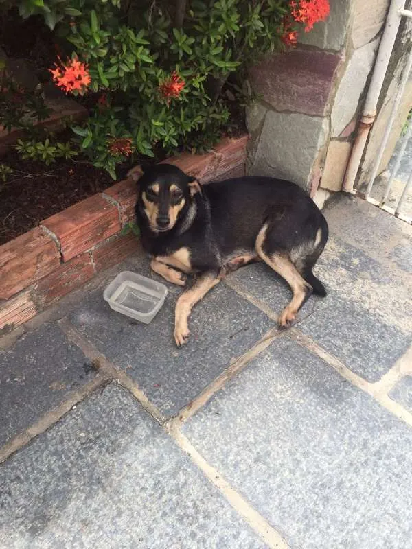 Cachorro ra a SRD idade 5 anos nome Nazus