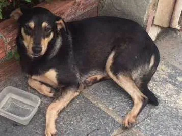Cachorro ra a SRD idade 5 anos nome Nazus