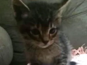 Gato raça srd idade 2 a 6 meses nome Flika