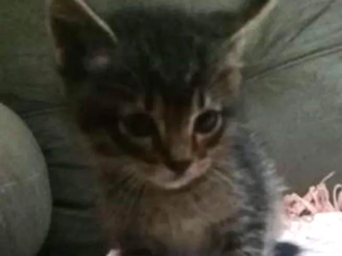 Gato ra a srd idade 2 a 6 meses nome Flika